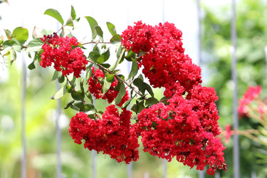 35 RED CREPE MYRTLE Lagerstroemia Indica Flowering Shrub Bush Small Tree Seeds